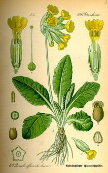 Schlüsselblumen Blüten bio